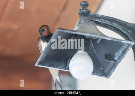 Funny swallow portrait on top of a lamp outside of a house. Stock Photo