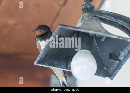 Swallow portrait on top of a lamp outside of a house. Close up view. Stock Photo