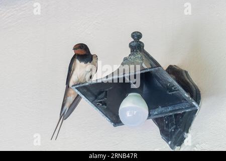 Swallow portrait on top of a lamp against a white wall. Stock Photo