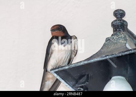 Swallow portrait on top of a lamp. Close up view. Stock Photo