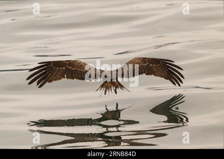 Black Kite flying high up in the air in Keelung Port Taiwan Stock Photo