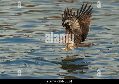 Black Kite flying high up in the air in Keelung Port Taiwan Stock Photo