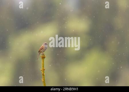 Dunnock on top of the tree in the rain Stock Photo