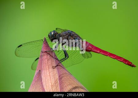 Dragonfly on the lotus flower Stock Photo