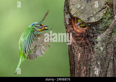 Taiwan barbet,Psilopogon nuchalis, endemic bird from Taiwan in flight, feeding the chick Stock Photo