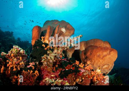 Ianthella Sponge, Ianthella sp, with sun in background, Pulau Ai dive site, near Banda Neira, Banda Islands, Maluku Province, Banda Sea, Indonesia Stock Photo