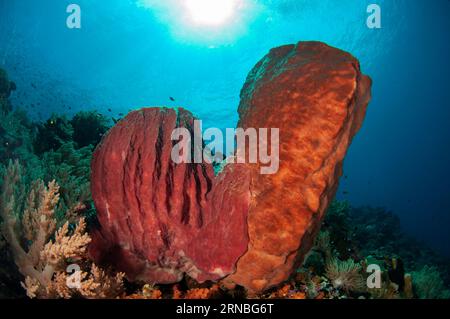 Barrel Sponge, Xestospongia testudinaria, and Ianthella Sponge, Ianthella sp, with sun in background, Pulau Ai dive site, near Banda Neira, Banda Isla Stock Photo