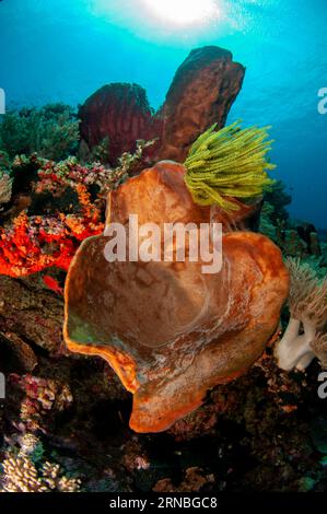 Barrel Sponge, Xestospongia testudinaria, Ianthella Sponge, Ianthella sp, and Crinoid, Comatulida Order, with sun in background, Pulau Ai dive site, n Stock Photo