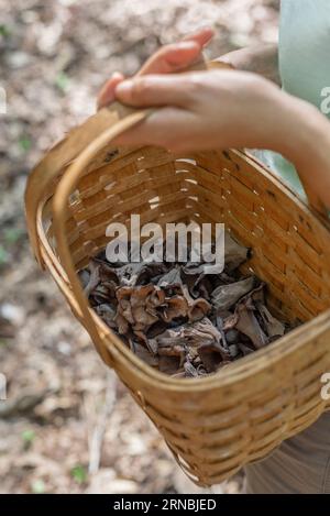 Hands holding a basket of foraged black trumpet mushrooms Stock Photo
