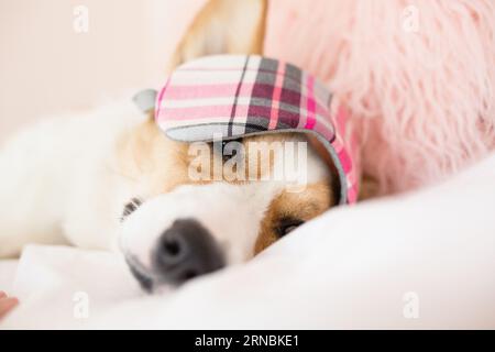Face of cute corgi laying on bed with sleeping mask over eyes Stock Photo