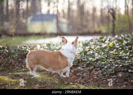 Back view of corgi dog outdoors in spring looking across yard Stock Photo