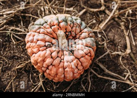 Looking down at bumpy orange and green pumpkin in pumpkin patch Stock Photo
