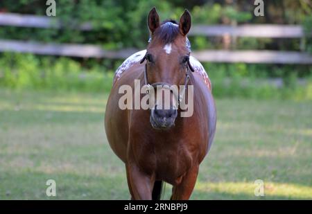 Cute strawberry roan appaloosa pony in a grass pasture. Stock Photo