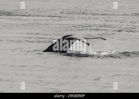 Up close image of a humpback whale tale Stock Photo