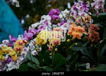 Multicolord of  Phalaenopsis flower blooming in the garden Stock Photo