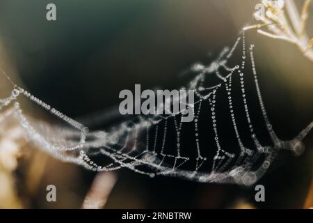 Dew on a spider web Stock Photo