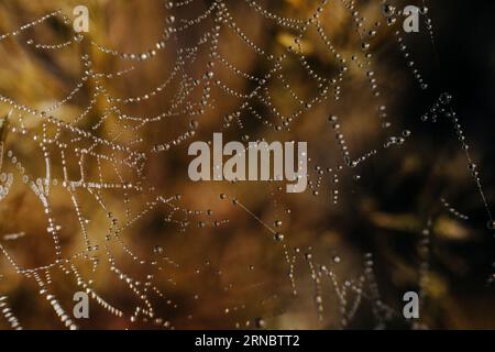 Dew on a spider web with an orange background Stock Photo