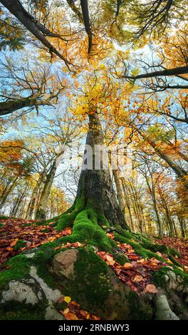 Super wide-angle shot of a tall tree in a colorful autumn forest, with blue sky and large moss-covered roots Stock Photo