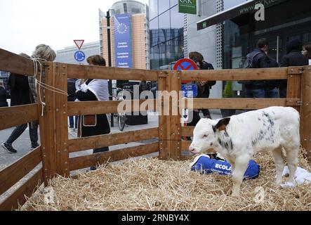 (160314) -- BRUSSELS, March 14, 2016 -- Photo taken on March 14, 2016 shows calfs outside the EU headquarters in Brussels, Belgium, during a protest by Belgian farmers against low selling prices. ) BELGIUM-BRUSSELS-EU-FARMERS-PROTEST YexPingfan PUBLICATIONxNOTxINxCHN   160314 Brussels March 14 2016 Photo Taken ON March 14 2016 Shows calfs outside The EU Headquarters in Brussels Belgium during a Protest by Belgian Farmers against Low Selling Prices Belgium Brussels EU Farmers Protest YexPingfan PUBLICATIONxNOTxINxCHN Stock Photo