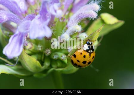 Asian Lady Beetle, Harmonia Axyridis Stock Photo