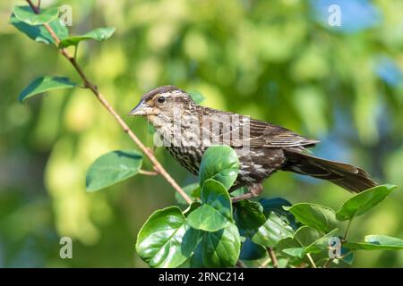 Female Red-Winged blackbird perched on a branch, Agelaius phoeniceus Stock Photo