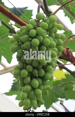 Bunch of white grapes ripening on vine in greenhouse Stock Photo