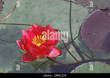 Water Lily, James Brydon Stock Photo