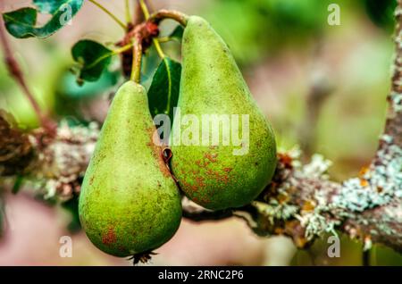 Conference Pears growing on a tree, Burbage, Wiltshire, UK Stock Photo