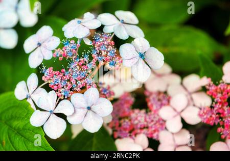 Hydrangeas, Lacecap hydrangea, English Country Garden, Burbage, Wiltshire, UK Stock Photo