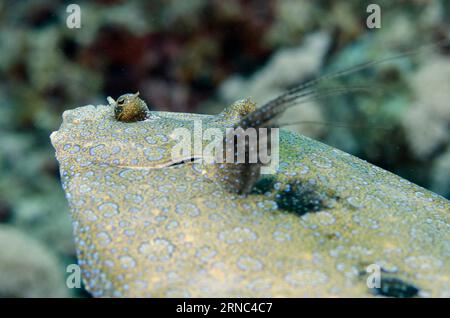 Peacock Flounder, Bothus mancus, free-swimming, Too Many Fish dive site, Pulau Koon, Maluku Province, Banda Sea, Indonesia Stock Photo