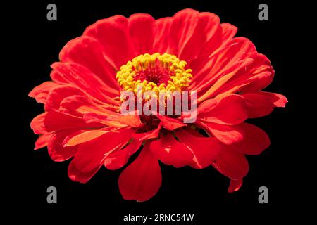 Big red exotic flower isolated on black Stock Photo