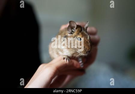 Chilean squirrel in the hands of a child. Stock Photo