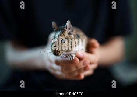 Chilean squirrel in the hands of a child. Stock Photo