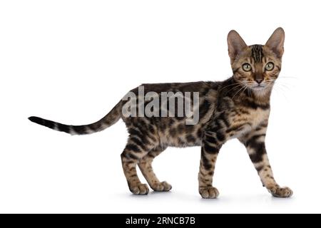 Clouded black tabby spotted Bengal cat kitten, walking side ways. Looking towards camera. Isolated on a white background. Stock Photo