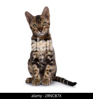 Clouded black tabby spotted Bengal cat kitten, sitting up facing front. Looking towards camera. Isolated on a white background. Stock Photo