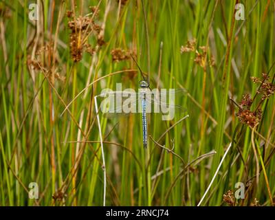Emperor dragonfly, Anax imperator, single insect on reeds, Warwickshire, August 2023 Stock Photo