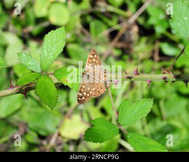 Speckled wood butterfly on Bramble. Stock Photo