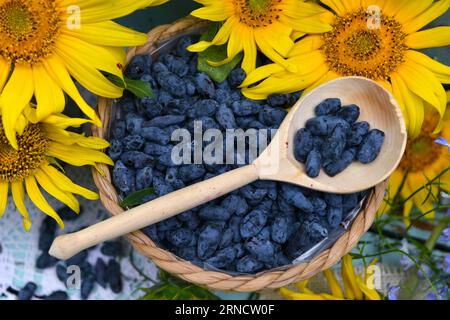 Beautiful still life with sunflowers and blue honeysuckle berry. Romantic greeting card for birthday, Valentines, Mothers Day concept. Summer countrys Stock Photo