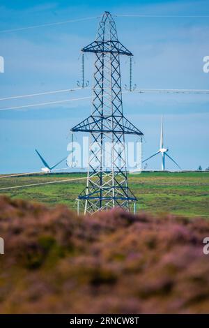 Lauder, UK. 31st Aug, 2023. Environment, energy, business, A large electricity pylon with wind turbines in the distance, surrounded by purple heather and green hills. Lauder moor, Scottish Borders, Scotland Picture Credit: phil wilkinson/Alamy Live News Stock Photo