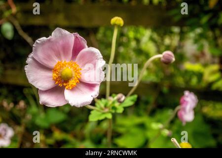 Barcombe, August 29th 2023: Anemone hupehensis 'Hadspen Abundance', or Japanese windflower Stock Photo