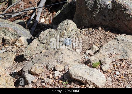 Canon Lens cap lost on the side of mountain . High quality photo Stock Photo