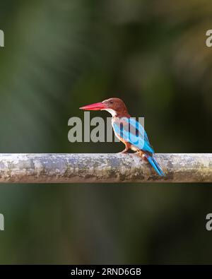 White-throated kingfisher (Halcyon smyrnensis), perched on a metal tube with nature background. They are also known as White-breasted kingfisher. Stock Photo