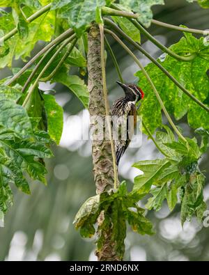 A Black-rumped flameback woodpecker (Dinopium benghalense), perched on the trunk of a papaya tree in the backyard. They are also known as Lesser golde Stock Photo