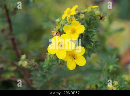 A close up of the yellow flowers of Potentilla fruticosa 'Goldfinger' Stock Photo