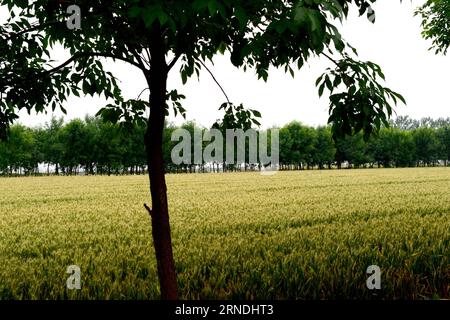 (160521) -- ZHENGZHOU, May 21, 2016 -- Wheat fields are seen in Neihuang County, central China s Henan Province, May 19, 2016. Farmers here prepare for the wheat harvest in June. Wheat production of Henan Province accounts for a quarter of the national total. Its wheat planting acreage in 2016 totals 80 million mu (5.33 million hectares). ) (lfj) CHINA-HENAN-WHEAT GROWTH (CN) ZhuxXiang PUBLICATIONxNOTxINxCHN   160521 Zhengzhou May 21 2016 Wheat Fields are Lakes in NEIHUANG County Central China S Henan Province May 19 2016 Farmers Here prepare for The Wheat Harvest in June Wheat Production of H Stock Photo