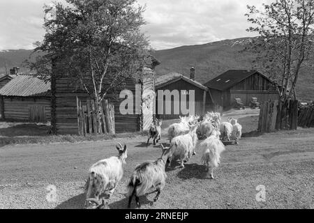 Current 24 - 5 - 1974: 50,000 goat kids on the rubbish heapWe are doing well in Norway. Every year, for example, we can afford to raise close to 400,000 kg of lovely meat that tastes like something between young chicken and broiler. It is not worth it to raise the nearly 50,000 newborn baby goats that are born every year in our country, and that could help utilize all the food-useful open land we are lucky enough to have around us, especially a bit high up mountain. These grazing areas can only be used by sheep and goats, while at the same time they please the tourists by being living life in Stock Photo