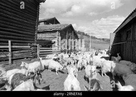 Current 24 - 5 - 1974: 50,000 goat kids on the rubbish heapWe are doing well in Norway. Every year, for example, we can afford to raise close to 400,000 kg of lovely meat that tastes like something between young chicken and broiler. It is not worth it to raise the nearly 50,000 newborn baby goats that are born every year in our country, and that could help utilize all the food-useful open land we are lucky enough to have around us, especially a bit high up mountain. These grazing areas can only be used by sheep and goats, while at the same time they delight the tourists with being living life Stock Photo