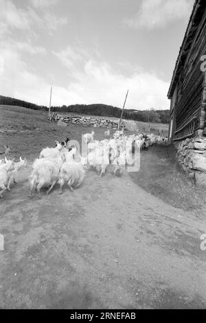 Current 24 - 5 - 1974: 50,000 goat kids on the rubbish heapWe are doing well in Norway. Every year, for example, we can afford to raise close to 400,000 kg of lovely meat that tastes like something between young chicken and broiler. It is not worth it to raise the nearly 50,000 newborn baby goats that are born every year in our country, and that could help utilize all the food-useful open land we are lucky enough to have around us, especially a bit high up mountain. These grazing areas can only be used by sheep and goats, while at the same time they delight the tourists with being living life Stock Photo