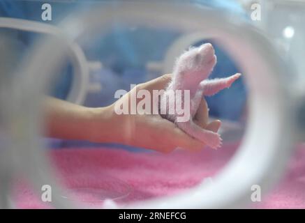 CHENGDU, June 20, 2016 -- Photo taken on June 20, 2016 shows one of the giant panda twins at Chengdu Research Base of Giant Panda Breeding in Chengdu, capital of southwest China s Sichuan Province. A giant panda gave birth to twins on Monday in Chengdu, the first twins this year anywhere in the world, according to the breeding base. Ya Li delivered the first cub at 5:52 a.m. and the second ten minutes later at Chengdu Research Base of Giant Panda Breeding. The cubs, both female, weigh 144 grams and 113 grams. ) (yxb) CHINA-SICHUAN-GIANT PANDA-TWINS(CN) XuexYubin PUBLICATIONxNOTxINxCHN   Chengd Stock Photo