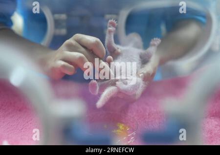CHENGDU, June 20, 2016 -- Photo taken on June 20, 2016 shows one of the giant panda twins at Chengdu Research Base of Giant Panda Breeding in Chengdu, capital of southwest China s Sichuan Province. A giant panda gave birth to twins on Monday in Chengdu, the first twins this year anywhere in the world, according to the breeding base. Ya Li delivered the first cub at 5:52 a.m. and the second ten minutes later at Chengdu Research Base of Giant Panda Breeding. The cubs, both female, weigh 144 grams and 113 grams. ) (yxb) CHINA-SICHUAN-GIANT PANDA-TWINS(CN) XuexYubin PUBLICATIONxNOTxINxCHN   Chengd Stock Photo